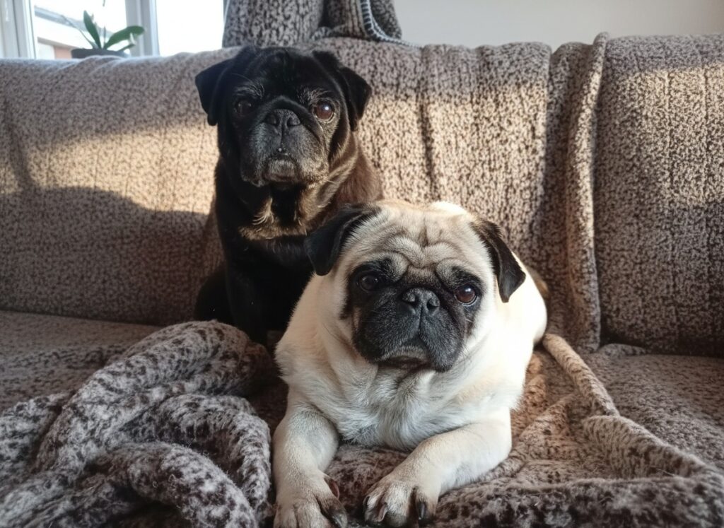 pugs couch
