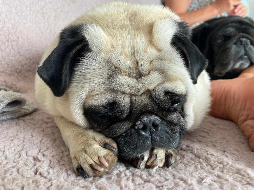 pug nap