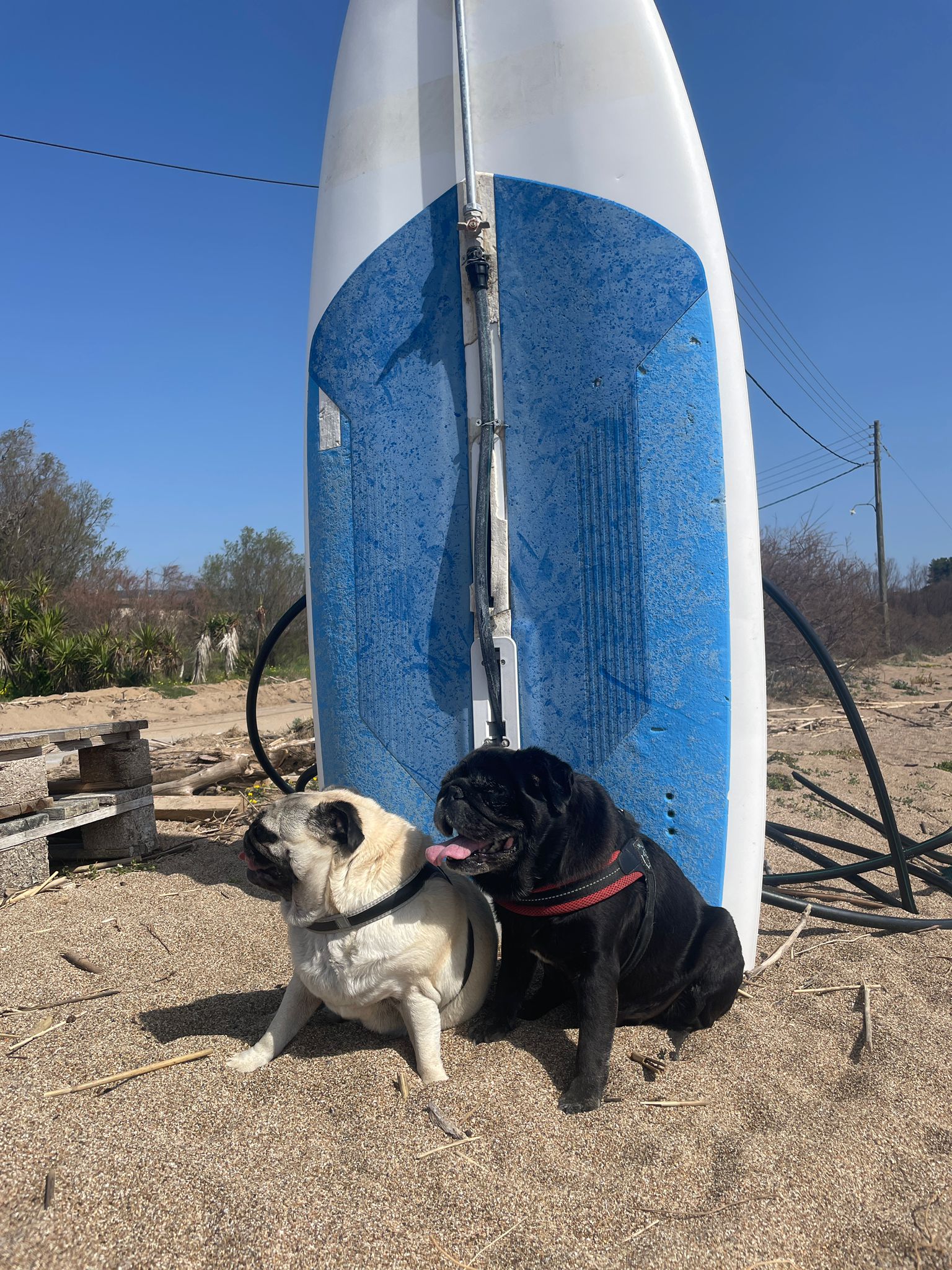 Life lessons from dogs